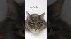 Cats Music Arcade Art Musicartistlife Sketch Funnymoments Fyp I Eyes Tv Art Movie