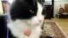 My Art Deco Sammy Tuxedo Cat 2