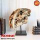Prehistoric Animal Replica Sabertooth Tiger Cat Fossil Skeleton Skull Sculpture