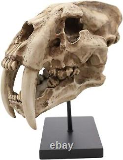 Prehistoric Animal Replica Sabertooth Tiger Cat Fossil Skeleton Skull Sculpture
