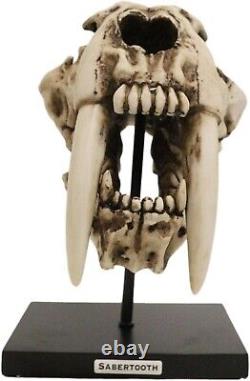 Prehistoric Animal Replica Sabertooth Tiger Cat Fossil Skeleton Skull Sculpture