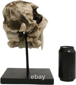 Prehistoric Animal Replica Sabertooth Tiger Cat Fossil Skeleton Skull Sculpture