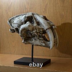 Prehistoric Animal Replica Sabertooth Tiger Cat Fossil Skeleton Skull Sculpture