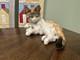 Vintage Hutschenreuther Kunstabteilung Selb Porcelain Tabby Cat Figurine Rare