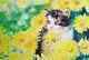Fait À La Main Aquarelle Sur Papier Art Décoration Propylène Chrysanthem Peinture Cat